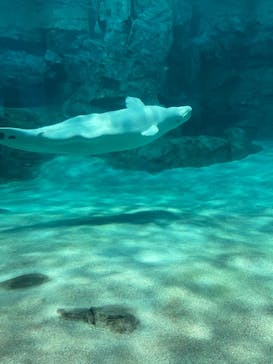 名古屋港水族館に投稿された画像（2023/9/10）