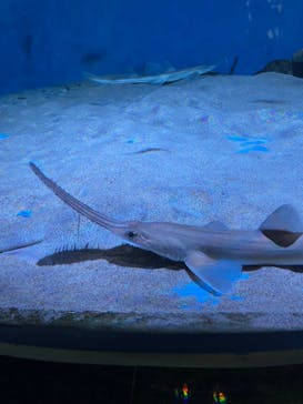 名古屋港水族館に投稿された画像（2023/9/10）