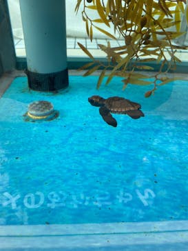 名古屋港水族館に投稿された画像（2023/9/10）