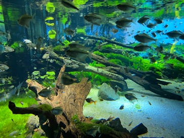 カワスイ 川崎⽔族館に投稿された画像（2023/9/10）