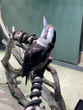 カワスイ 川崎⽔族館に投稿された画像（2023/9/10）