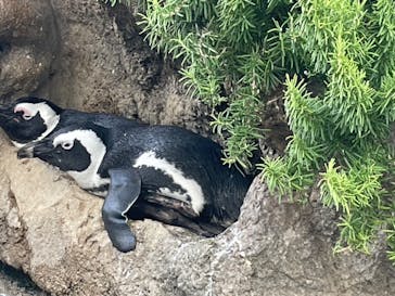 サンシャイン水族館に投稿された画像（2023/9/10）