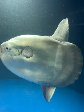 サンシャイン水族館に投稿された画像（2023/9/10）