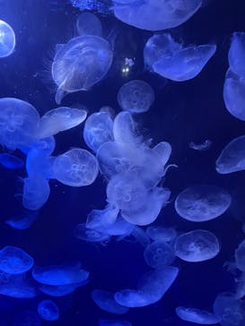 サンシャイン水族館に投稿された画像（2023/9/10）