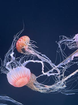 サンシャイン水族館に投稿された画像（2023/9/10）