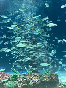 サンシャイン水族館に投稿された画像（2023/9/10）