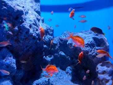 登別マリンパークニクスに投稿された画像（2023/9/10）