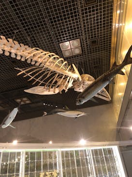 国立科学博物館に投稿された画像（2023/9/10）