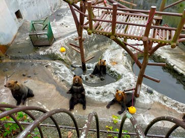 のぼりべつクマ牧場に投稿された画像（2023/9/10）