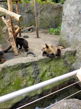 のぼりべつクマ牧場に投稿された画像（2023/9/10）