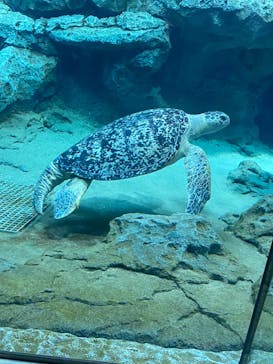 名古屋港水族館に投稿された画像（2023/9/2）