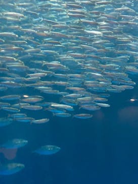 名古屋港水族館に投稿された画像（2023/9/2）