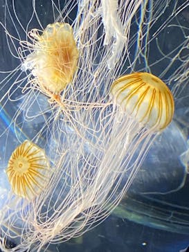 名古屋港水族館に投稿された画像（2023/9/2）