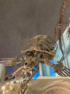 福井県立恐竜博物館に投稿された画像（2023/9/10）