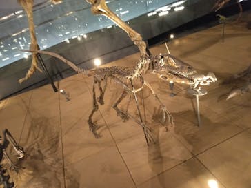 福井県立恐竜博物館に投稿された画像（2023/9/10）