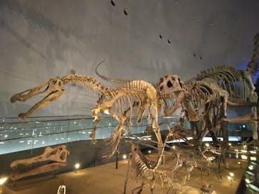 福井県立恐竜博物館に投稿された画像（2023/9/10）