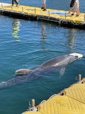 日間賀島ドルフィンビーチに投稿された画像（2023/9/10）