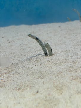 大分マリーンパレス水族館 「うみたまご」に投稿された画像（2023/9/10）