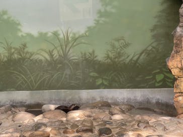 世界淡水魚園水族館　アクア・トトぎふに投稿された画像（2023/9/10）