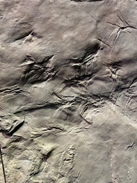 DinoScience 恐竜科学博 2023@TOKYO MIDTOWNに投稿された画像（2023/9/10）