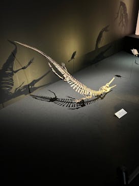 DinoScience 恐竜科学博 2023@TOKYO MIDTOWNに投稿された画像（2023/9/10）
