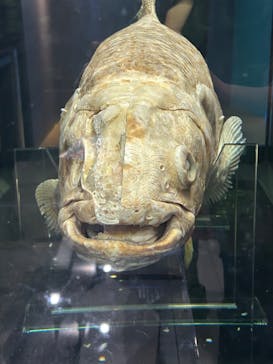 特別展「海　―生命のみなもと―」（国立科学博物館）に投稿された画像（2023/9/10）