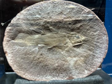 特別展「海　―生命のみなもと―」（国立科学博物館）に投稿された画像（2023/9/10）