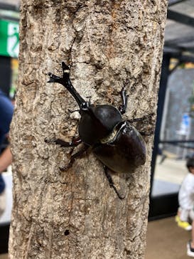 JOYPOLIS 特別イベントスペースに投稿された画像（2023/9/10）