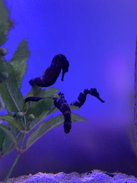 ゼロ距離水族館 伊勢シーパラダイスに投稿された画像（2023/9/10）