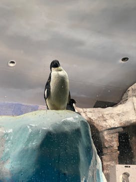 名古屋港水族館に投稿された画像（2023/9/10）