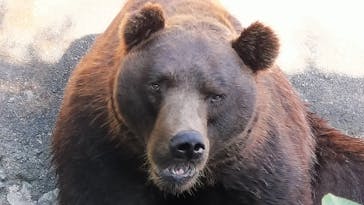 のぼりべつクマ牧場に投稿された画像（2023/9/10）