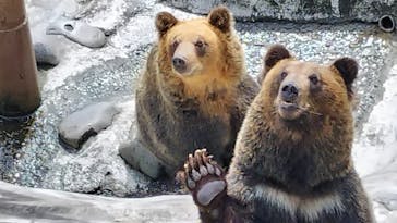 のぼりべつクマ牧場に投稿された画像（2023/9/10）