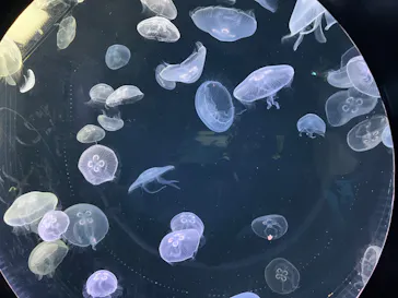 仙台うみの杜水族館に投稿された画像（2023/9/10）