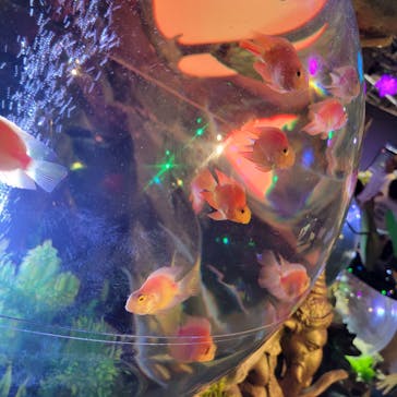 NARA IKIMONO MUSEUMに投稿された画像（2023/9/10）