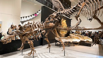 大阪市立自然史博物館に投稿された画像（2023/9/10）