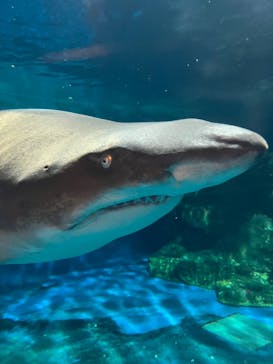 しながわ水族館に投稿された画像（2023/9/10）