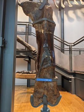 福井県立恐竜博物館に投稿された画像（2023/9/10）