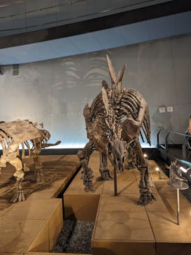 福井県立恐竜博物館に投稿された画像（2023/9/10）