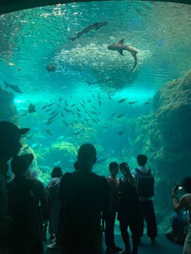 新江ノ島水族館に投稿された画像（2023/9/10）