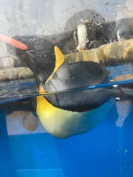 仙台うみの杜水族館に投稿された画像（2023/9/10）
