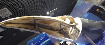 特別展「海　―生命のみなもと―」（国立科学博物館）に投稿された画像（2023/9/10）