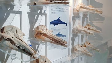 特別展「海　―生命のみなもと―」（国立科学博物館）に投稿された画像（2023/9/10）
