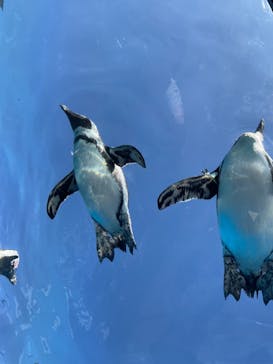 サンシャイン水族館に投稿された画像（2023/9/10）