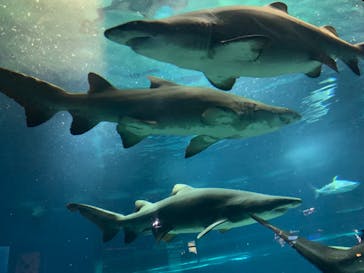 アクアワールド茨城県大洗水族館に投稿された画像（2023/9/10）