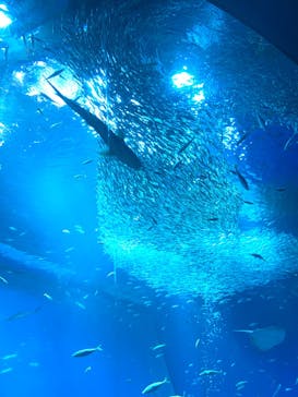 アクアワールド茨城県大洗水族館に投稿された画像（2023/9/10）