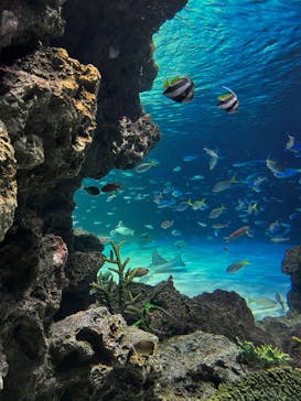 サンシャイン水族館に投稿された画像（2023/9/10）