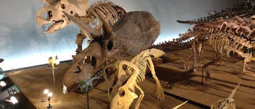 福井県立恐竜博物館に投稿された画像（2023/9/10）