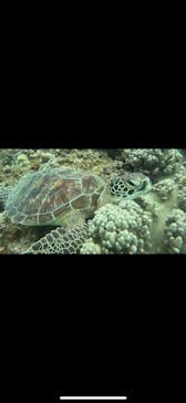 石垣島 ADVENTURE PiPi（イシガキジマアドベンチャーピピ）に投稿された画像（2023/9/10）