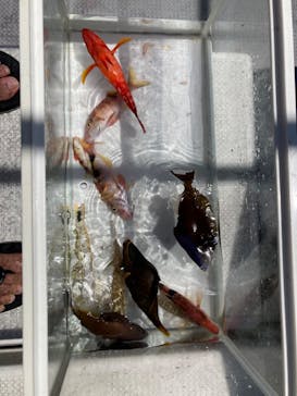 らいおん丸に投稿された画像（2023/9/10）