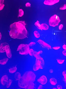 名古屋港水族館に投稿された画像（2023/9/10）